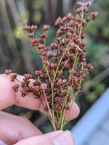 Juncus biflorus, photograph 2