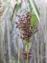Juncus biflorus, photograph (c) Zihao Wang, some rights reserved (CC BY)