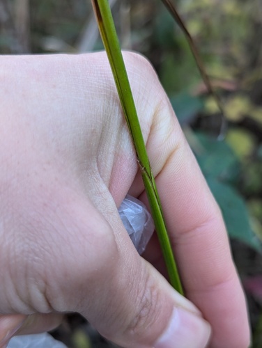 Juncus biflorus, photograph 6