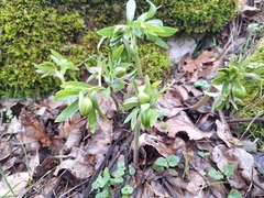 Helleborus odorus