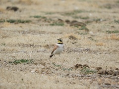 Eremophila alpestris