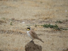 Eremophila alpestris