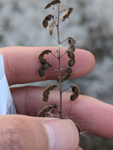 Little-leaf Tick-clover (Desmodium ciliare)