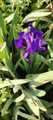 Iris pseudopumila, photograph (c) rosscotron, some rights reserved (CC BY)