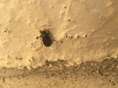 Acrossidius tasmaniae