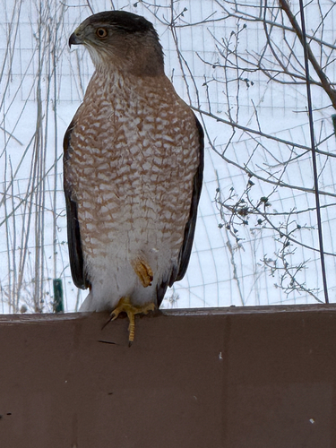 Cooper's Hawk