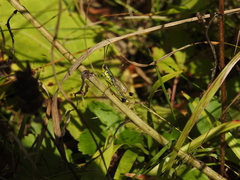 Podismopsis poppiusi