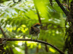 Myrmoborus leucophrys