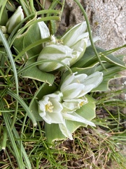 Ornithogalum lanceolatum