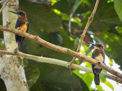 Brachygalba lugubris