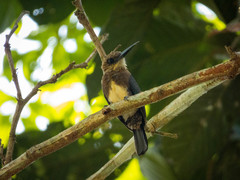 Brachygalba lugubris