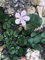 Erodium reichardii