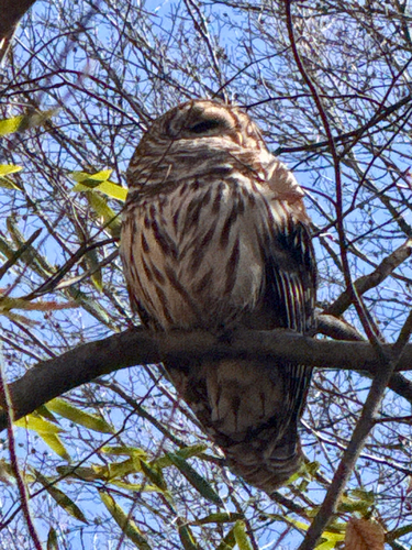 Barred Owl