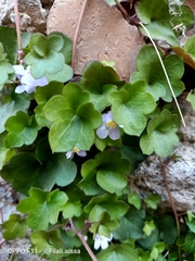 Cymbalaria muralis