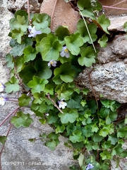 Cymbalaria muralis