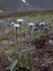 Erigeron eriocalyx