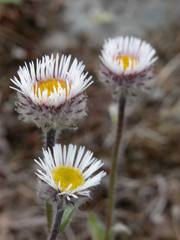 Erigeron eriocalyx