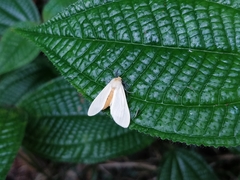 Pareuchaetes pseudoinsulata