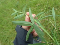 Trifolium rubens
