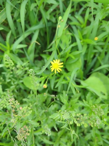 Senecio madagascariensis observed 2026-03-01