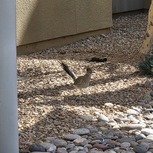 Greater Roadrunner