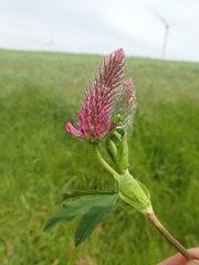 Trifolium rubens