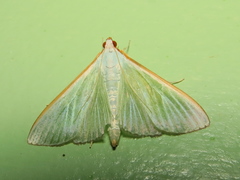 Diaphania glauculalis