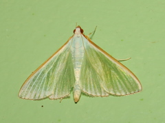 Diaphania glauculalis