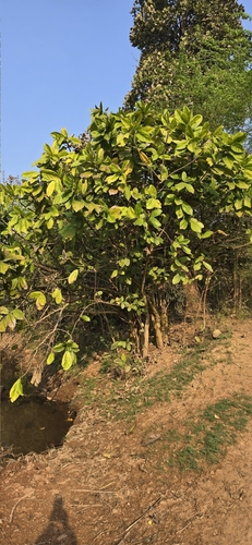 Opposite Leaf Fig