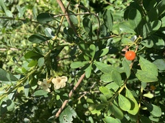 Bourreria cassinifolia