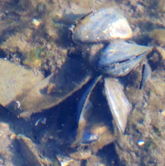 Mytilus trossulus