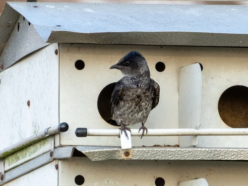 Purple Martin observed by cpersia