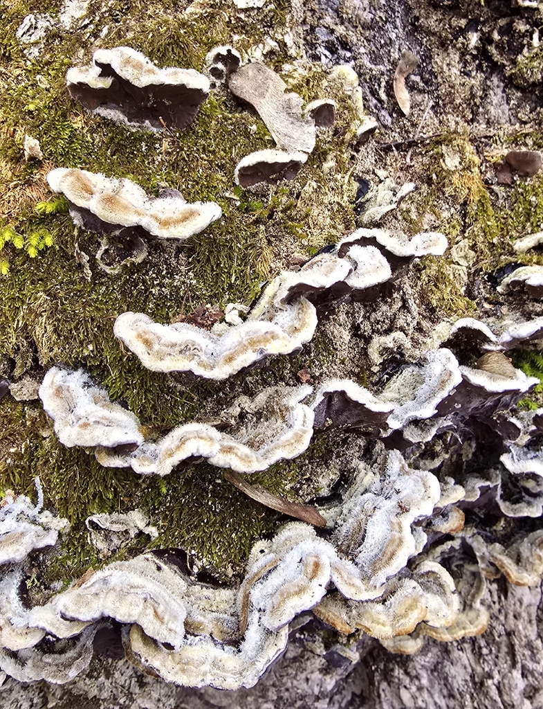 Auricularia mesenterica · March 2026 · photo: © paulanimigean (iNaturalist, cc-by)