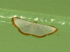 Leuciris fimbriaria