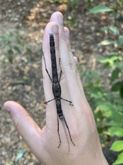 Trachythorax