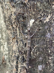 Trachythorax