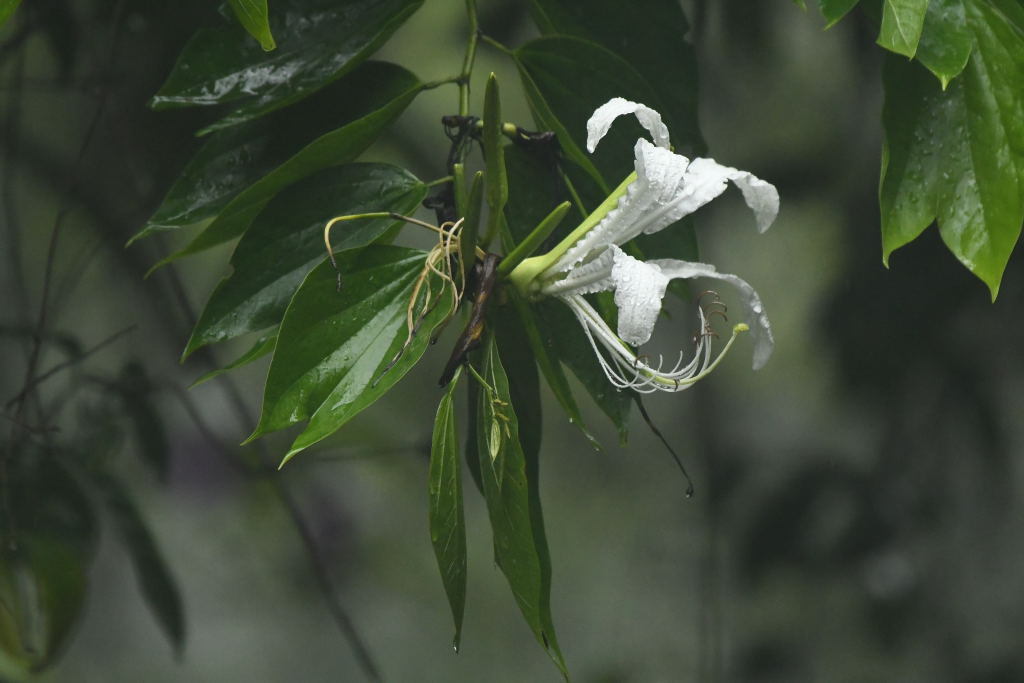 Brazilian orchid tree