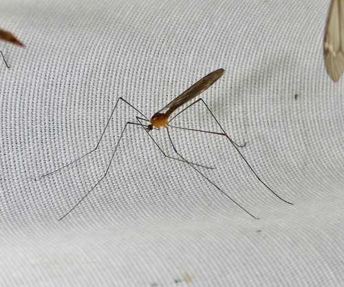 Unknown species found near 545 Pecan Dr, St Gabriel, LA 70776, USA