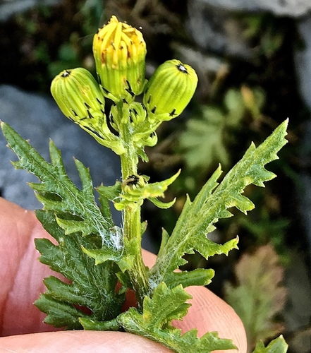 Senecio rupestris, photograph 5