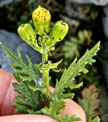 Senecio rupestris, photograph Karsten Rohweder, CC BY, iNaturalist via GBIF