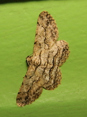 Hymenomima memor