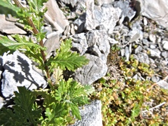 Senecio rupestris, photograph Karsten Rohweder, CC BY, iNaturalist via GBIF