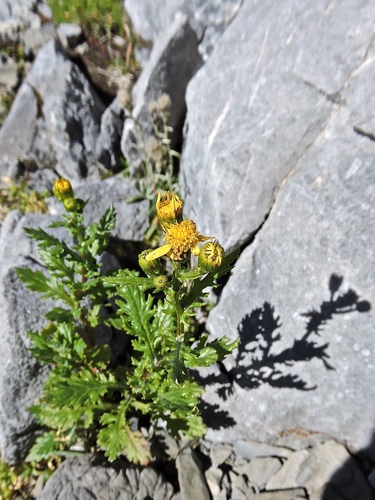 Senecio rupestris, photograph 1