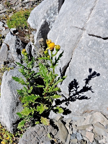 Senecio rupestris, photograph 2