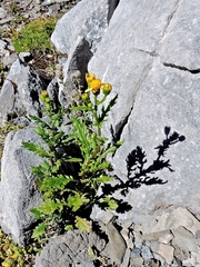 Senecio rupestris, photograph Karsten Rohweder, CC BY, iNaturalist via GBIF