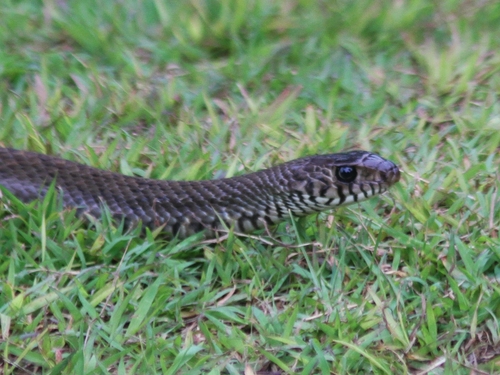 Oriental Rat Snake