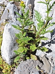 Senecio rupestris, photograph Karsten Rohweder, CC BY, iNaturalist via GBIF