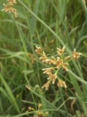 Schoenoplectus lacustris