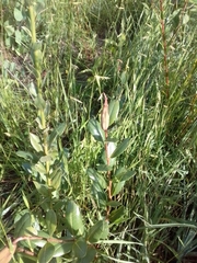 Kielmeyera variabilis