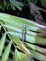 Trachythorax